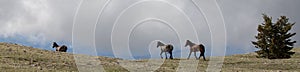 Small band of three wild horses running on mountain ridge in the western United States