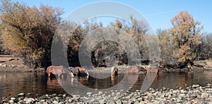 Small band of wild horses feeding in the Salt River near Mesa Arizona USA