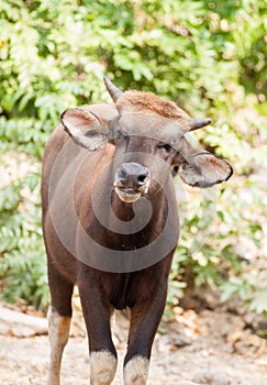 Small Banteng is a species of wild cattle found in Southeast Asia.