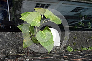 Small Banyan peepul tree Growing up from boundaries between floor and concrete wall of the building