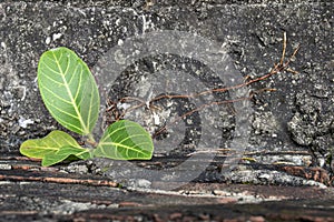 Small Banyan tree Growing up from boundaries between floor crack.