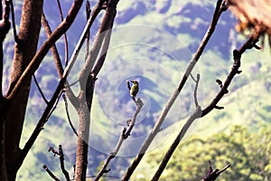 Small Barbet (Psilopogon rubricapillus) in cloud rainforest