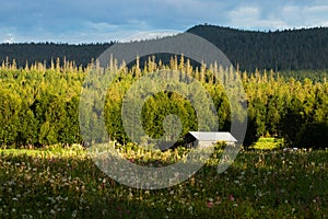 A small barn in front of taiga forest on the hillside of Northern Finland