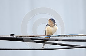 Barn Swallow bird perched on a wire, Georgia, USA photo