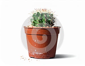Small Barrel Cactus in a Clay Pot