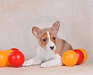 Small Basenji or Congo Terrier dog