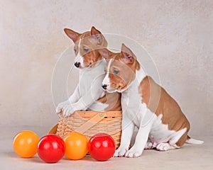 Small Basenji or Congo Terrier dogs