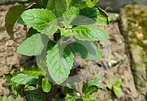 Small basil plant growing in the garden with green leaves