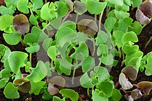 Small basil seedlings