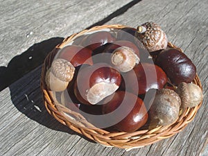 Small basket with chestnuts and acorns