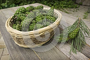 In a small basket fresh pine cones  to prepare al medicinal potion