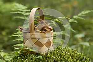 Small basket full of freshly picked delicious mushrooms, yellowfoot Craterellus tubaeformis