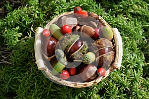 Small basket with horse chestnuts, acorns and rose hips