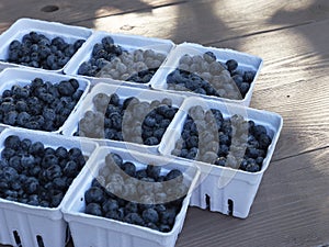 Small baskets of farmers market ready pints of blueberries