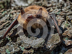 Small bat in daylight, common pipistrelle, on a spring day