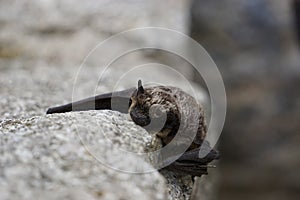 Small bat resting on the wall