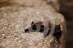 Small bat resting on the wall