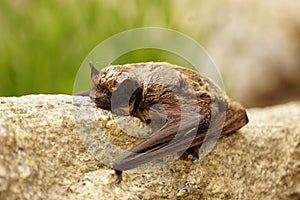 Small bat resting on the wall