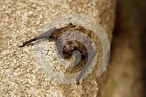 Small bat resting on the wall