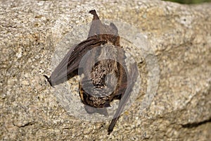 Small bat resting on the wall