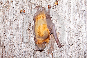 Small bat on tree moving downward