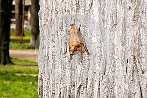 Small bat on tree moving downward