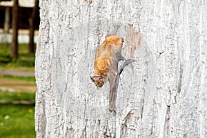 Small bat on tree moving downward