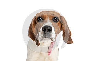 Small beagle dog looking away with big eyes