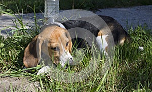 Small beagle relaxing outside in the grass