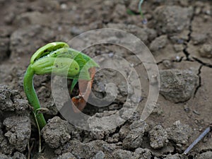 A small bean sprout growing from a bean seed