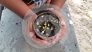 Small bean sprouts germinate from seed in summer.