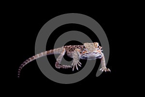 Small bearded dragon isolated on black