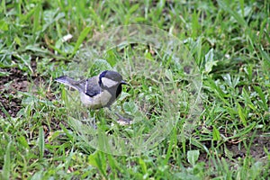 Small beautiful bird sparrow black/white