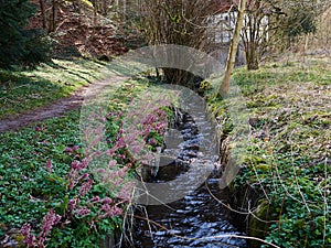 Small beautiful brook stream in a forest