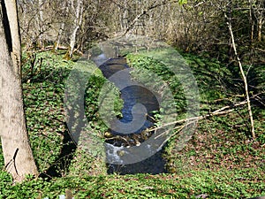 Small beautiful brook stream in a forest