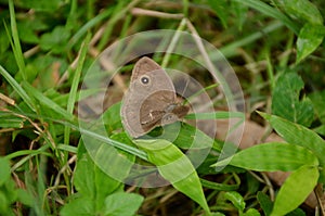 The small beautiful brown butterfly hold on grass plant