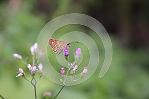 Small Beautiful Butterfly on a Flower.