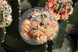 A small beautiful cactus gymnocalycium in the garden