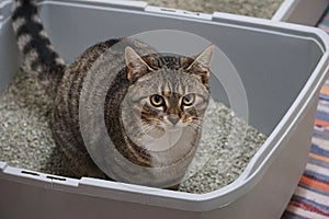 A small beautiful cat is sitting in the litter box photo