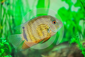 Small, beautiful Cichlasoma fish floats in an aquarium.