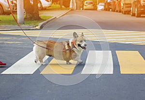 Small beautiful Corgi dog crosses an asphalt road on leash on a pedestrian crosswalk in the city