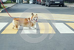 Small beautiful Corgi dog crosses an asphalt road on pedestrian crosswalk in the city