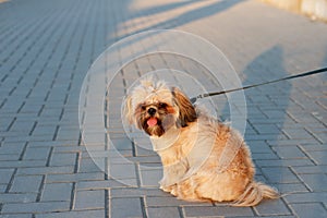 A small beautiful dog Yorkshire Terrier sits and rests after a long walk with a tongue out in park