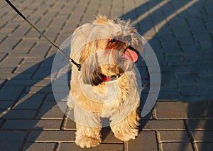Small beautiful dog Yorkshire Terrier sits and rests after a long walk with a tongue out in park