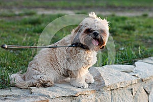 A small beautiful dog Yorkshire Terrier sits and rests after a long walk with a tongue tucked out in the park