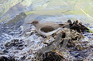 Small Dunlin marine bird avian from south florida Miami Beach