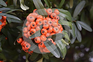 Small beautiful flower bush with small red fruit.