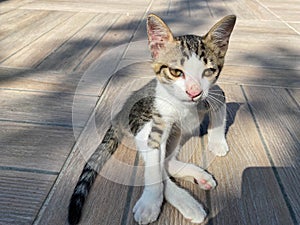 A small beautiful fluffy playful kitten sits on the ground