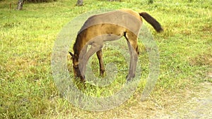 Small beautiful foal eats grass