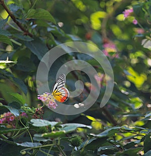 Small beautiful golden wing butterfly